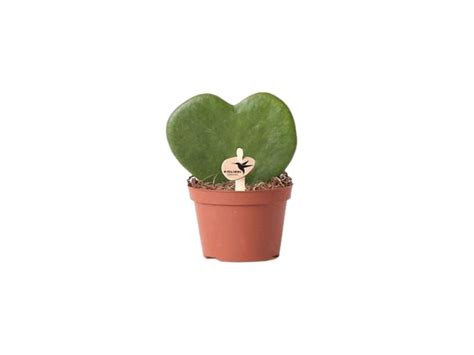ΧΟΓΙΑ ΚΕΡΙ 7/10 – Hoya Kerii - Prasinos Elefantas
