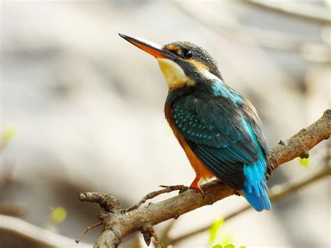 yellowhead bird      yellowhead bird stock