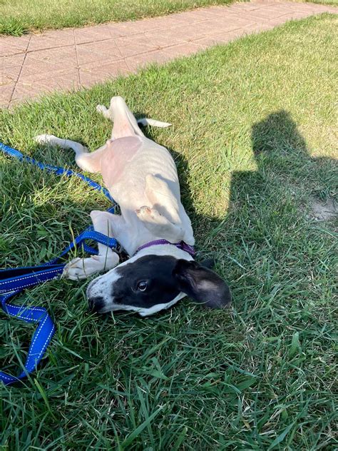 Memorial – Simple Girl Doggie Haven