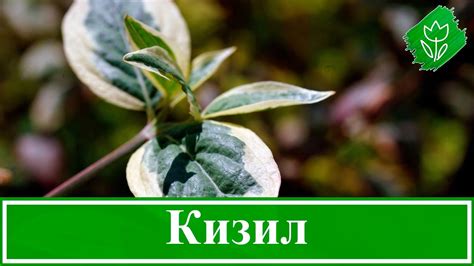 🌿 Кустарник кизил – посадка и уход, обрезка и размножение кизила ...