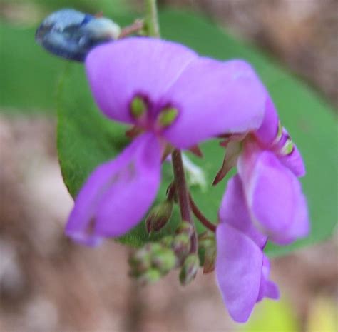 Discovering His Creation: Obtuse-Leaved Tick Trefoil - Stiff Tick