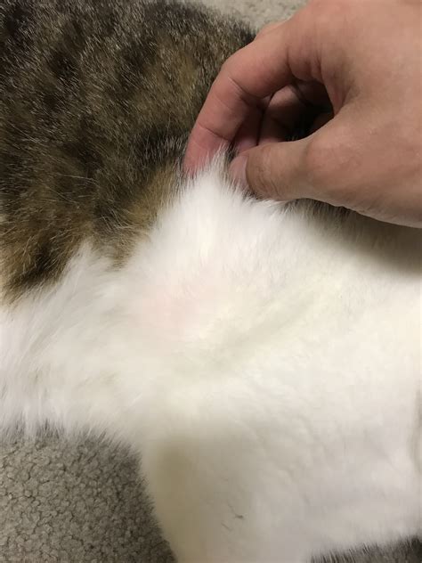 Why Is My White Dog Turning Pink