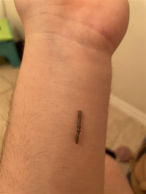 Felt something crawling on my leg and saw this little buddy. Does