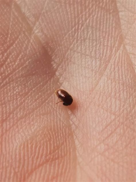 Tiny beetles are trying to move into my room. : r/whatsthisbug