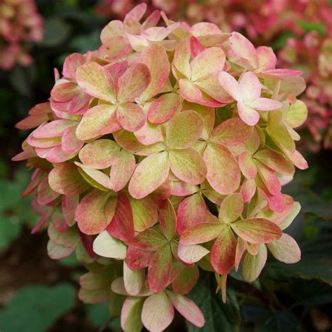 Hydrangea paniculata Graffiti