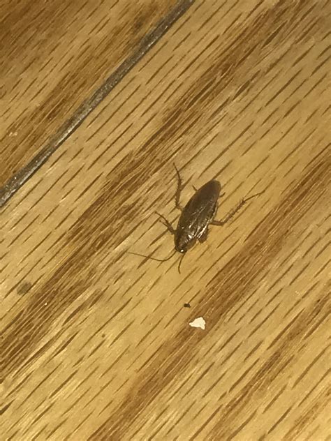 Areas of brooklyn ny are seeing massive real estate spikes 4