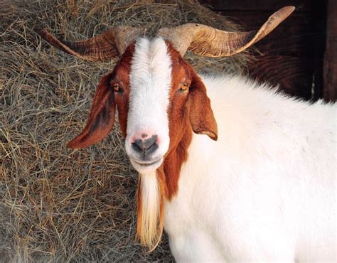 Papa Goat1 | Sarasota Dog