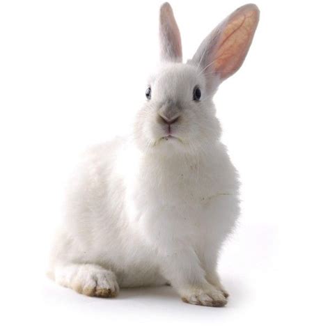 Яндекс.Картинки: белый кролик found on Polyvore | Animals, Rabbit ...