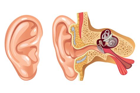 Know The Structure of Human Ear 