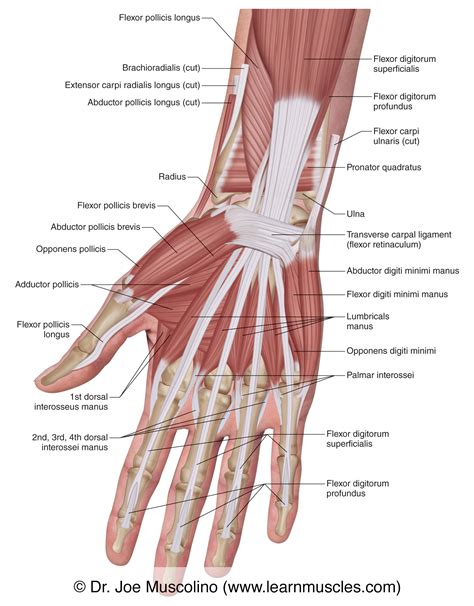 parts   hand anatomy  kaitlyn corkill blog
