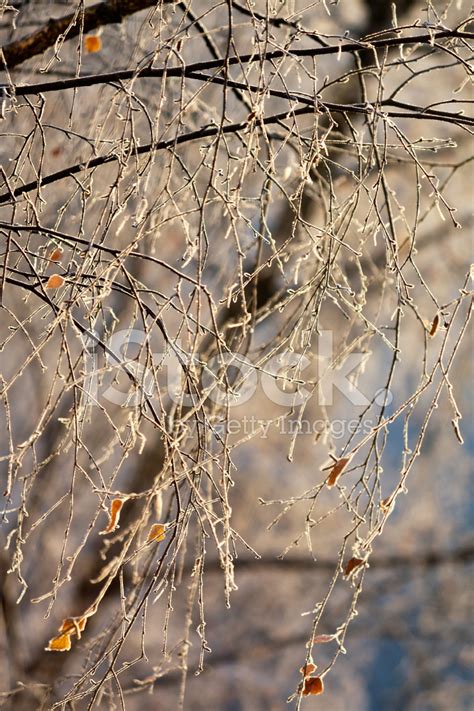 Hoarfrost Stock Photo | Royalty-Free | FreeImages