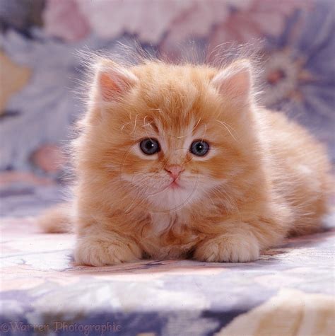 Cute Ginger Kittens Fluffy