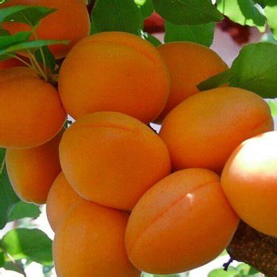 Саженцы от ЗЛАТПИТОМНИКА! Элитное качество! Заключительный. Плодовые ...