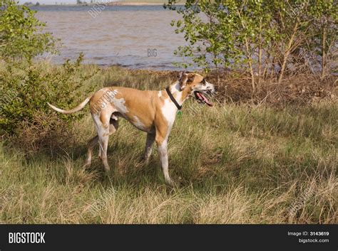 Fawnequin Great Dane Image & Photo (Free Trial) | Bigstock