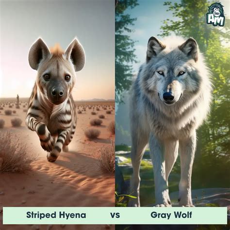 Hyena Vs Wolf: Who Would Win In A Fight? A-Z Animals, 50% OFF