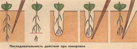 Пикировка Рассады: зачем нужна, что значит и как правильно