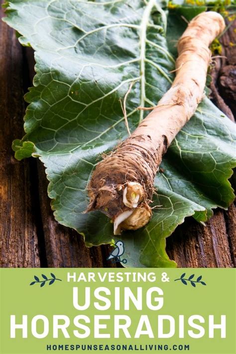 Harvesting and Using Horseradish