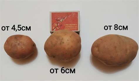 Сарпо Мира — неубиваемый картофель от посадки до посадки. Сорт поздний ...