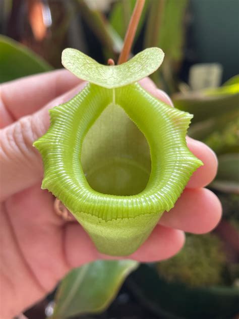 Nepenthes (ventricosa x sibuyanensis) x flava EP - Nepenthes Diary