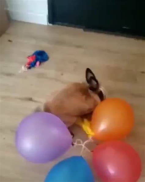 Чпок чпок чпок чпок за 13 секунд : r/Pikabu