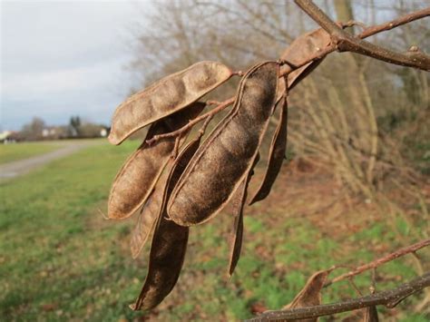 Акация Белая — Robinia pseudoacacia — Фитогаленика