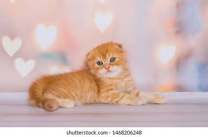 Scottish Ginger Fold Kitten Playing Stock Photo 1468206248 | Shutterstock