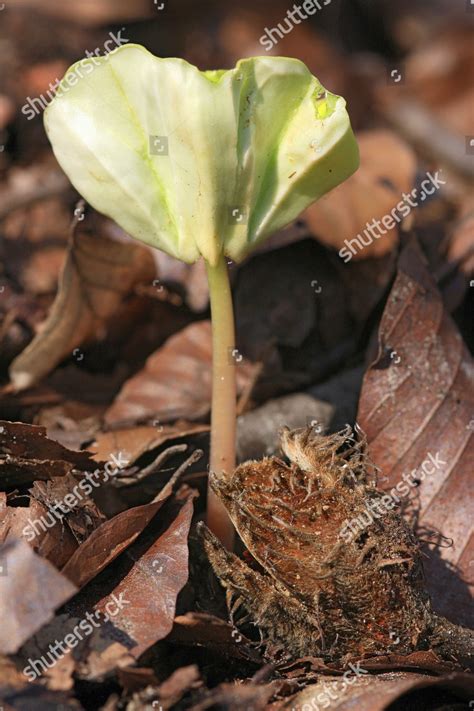 Fallen Leaves Beechnut European Beech Seedling Editorial Stock Photo ...