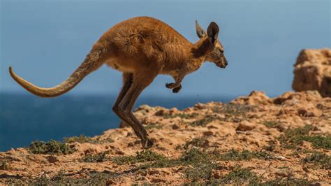 Kangaroo kills man, blocks medics in rare Australia attack