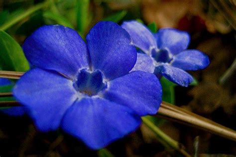 Барвинок (60 фото): сорта, правильный уход и выращивание