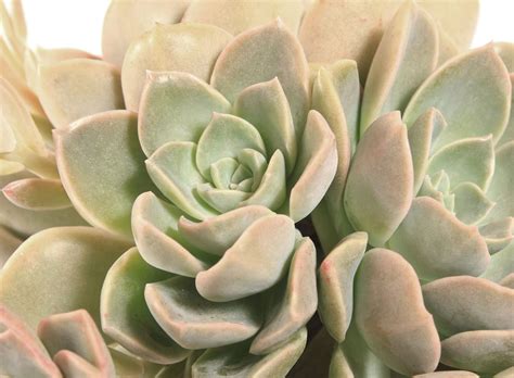 Desert Rose (X Graptoveria ‘Caerulescens’)- Life is a Garden