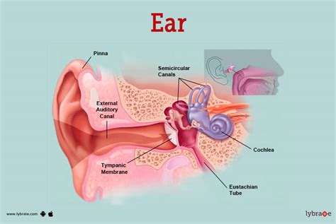 Ear Anatomy And Function