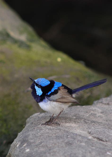 27 best Sydney Maler images on Pholder | Sydney, Spiderbro and Whatsthisbug