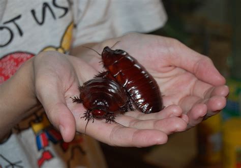 Таракан-носорог Macropanesthia rhinoceros - австралийский таракан - insecta