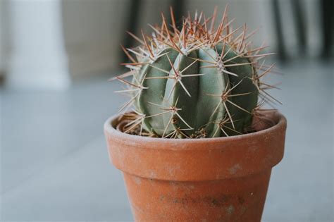 Горшки и контейнеры для кактусов :: myPlants