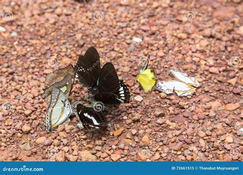 O Que Que Borboleta Come - 8