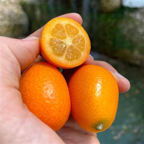 kumquat box pre order miami fruit