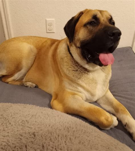Kangal Dog Breed