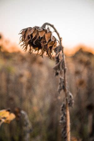 dried sunflowers   field autumn garden inspiration autumn