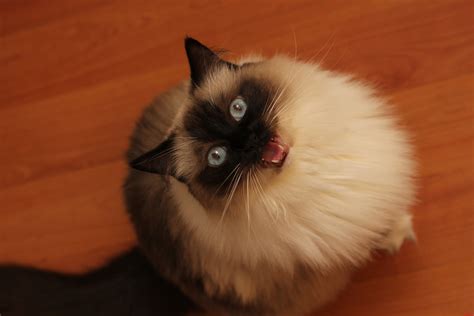 Reaction To Tuna… | Cute cats HQ - Pictures of cute cats and kittens