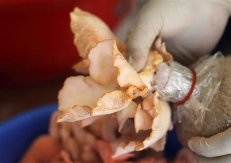 Premium Photo | Harvesting of oyster mushroom