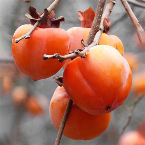 hachiya persimmon cj gardening center