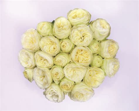 Pure Blonde® - Interplant Roses