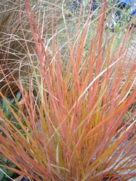 Seedville 50 Pheasant Tails Grass Anemanthele Lessoniana Plant Seeds