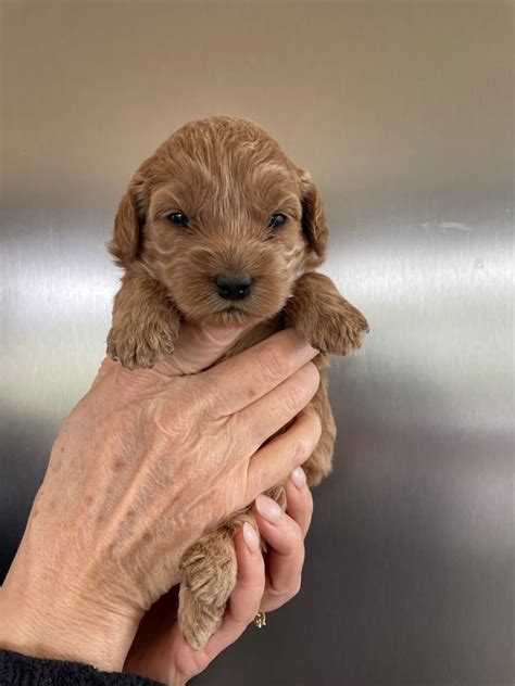 How To Train Your Puppy