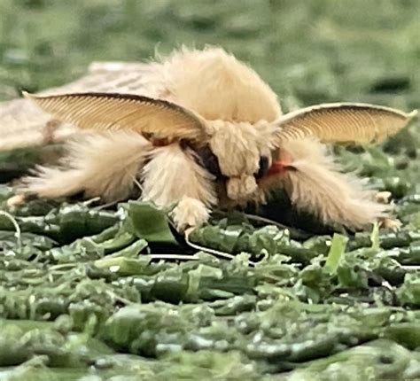 ID? Istanbul, Turkey : moths