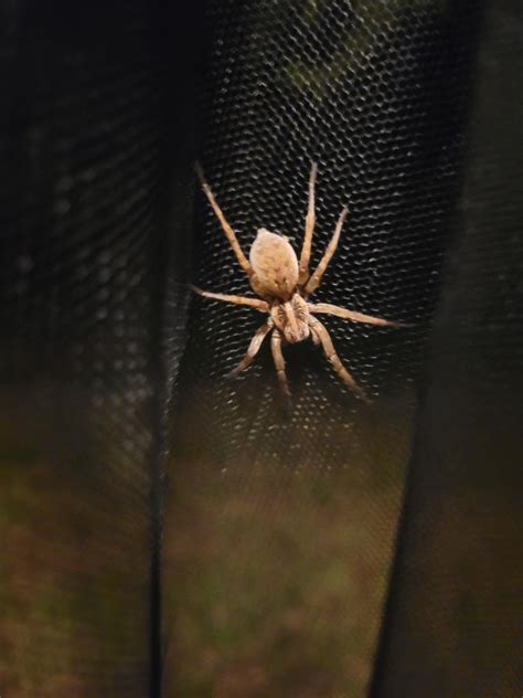 Who's this big booty judy? : r/spiders