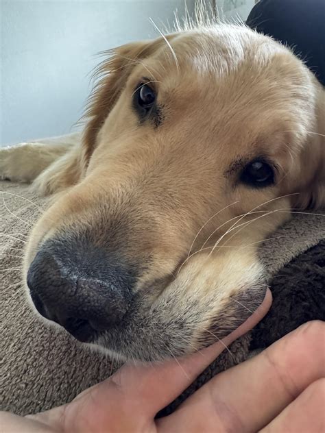 Golden Retriever nose/lip discoloration? : r/goldenretrievers