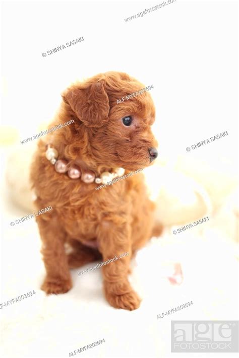Pet Dog, Stock Photo, Picture And Royalty Free Image. Pic. ALF ...