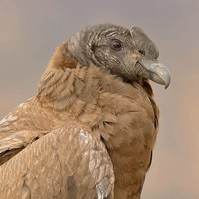 All About Andean Condors Nesting Habits - Avian Report