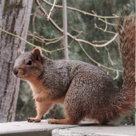 Surprise balcony guest. ☺️ : r/squirrels